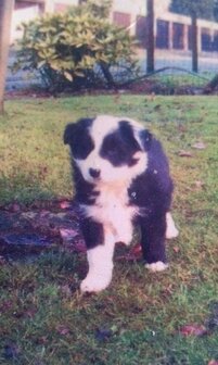 Border Collie