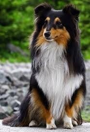 Shetland Sheepdog (Sheltie)