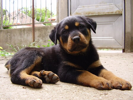Rottweiler