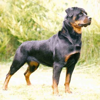 Rottweiler