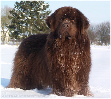 Newfoundlander