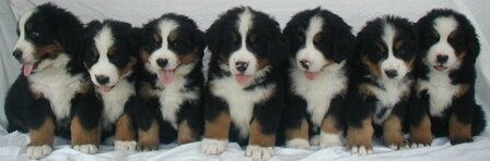 Berner Sennen