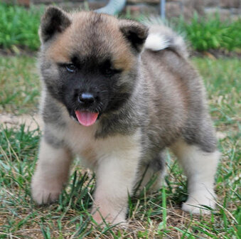 Akita 