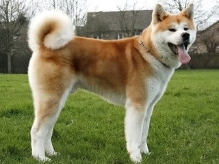 Akita 