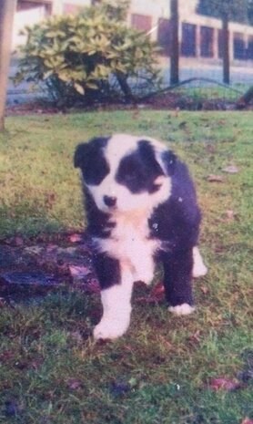 Border Collie