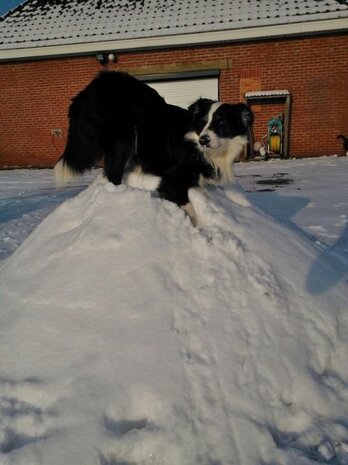Border Collie