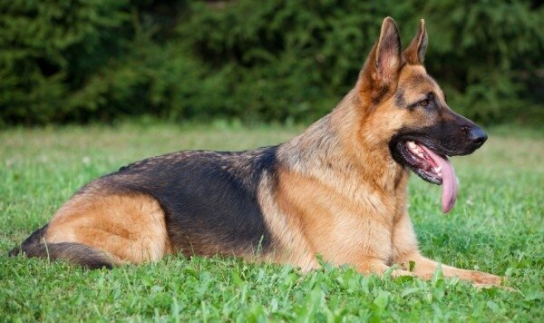 Duitse Herder