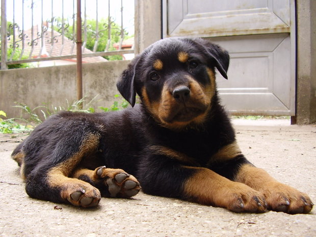 Rottweiler