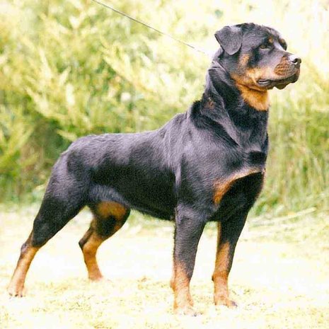 Rottweiler