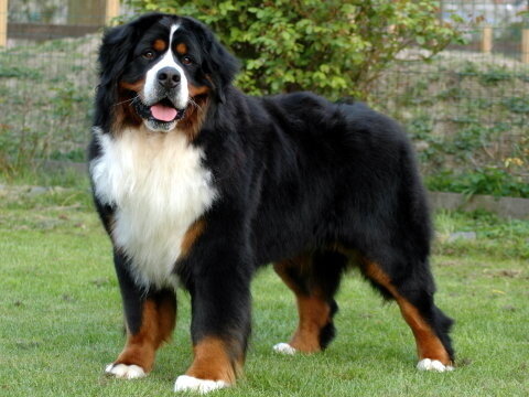 Berner Sennen