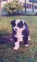Border-Collie