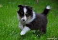 Shetland-Sheepdog-(Sheltie)